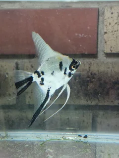 ANGEL FISH