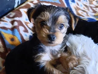 Adorable Female Yorkie Puppies for Sale
