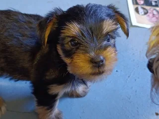 Adorable Female Yorkie Puppies for Sale