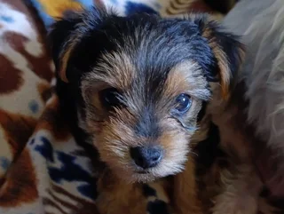 Adorable Female Yorkie Puppies for Sale