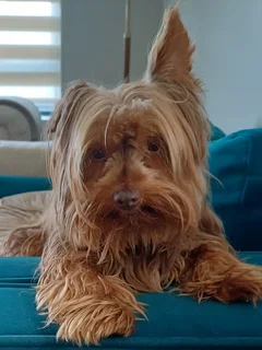 Miniature male yorkie