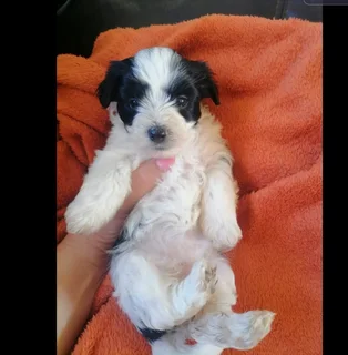 Yorkies - Ad posted by Marietjie van Aardt