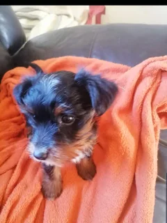 Yorkies - Ad posted by Marietjie van Aardt