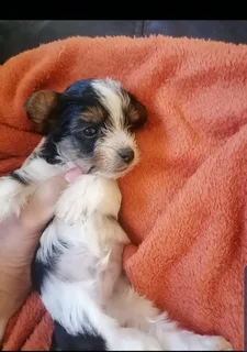 Yorkies - Ad posted by Marietjie van Aardt