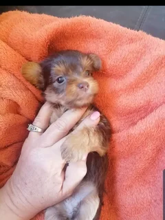 Yorkies - Ad posted by Marietjie van Aardt