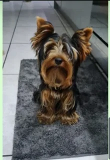 Yorkie boy