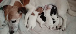 Jack Russel Terrier Puppies