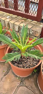Young Healthy Cycad Revoluta (Sago Palms)For Sale.