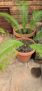Revoluta Sago Palms for sale
