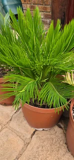 Revoluta Sago Palms for sale