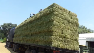 Lucerne Small For Sale