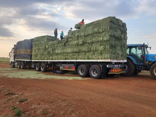 Lucerne Small For Sale