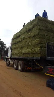 Lucerne Small For Sale