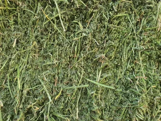 Lucerne Small For Sale