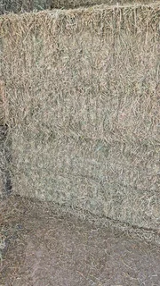 Lucerne big packs For Sale