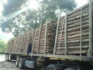 Pine pulp timber for sale
