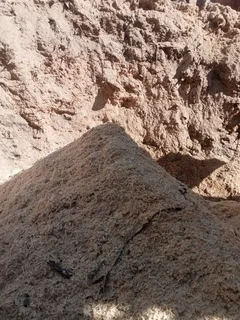 Quality pine sawdust for sale.