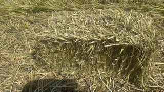 Oat Bales For Sale