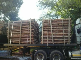 Pine pulp timber for sale