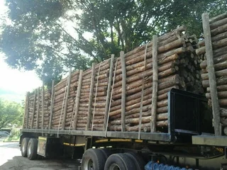 Pine pulp timber for sale