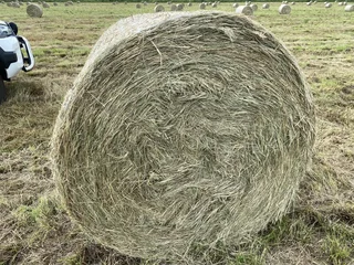 Eragrostis Round Bales for Sale