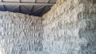 Eragrostis Small bales For Sale