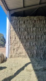 Eragrostis Small bales For Sale