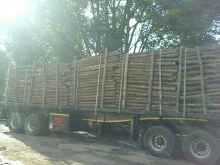 Pine pulp timber for sale