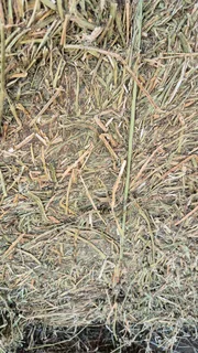 Lucerne big packs For Sale