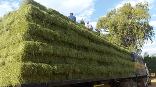 Lucerne Small For Sale