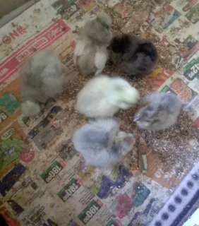 Silkie chicks ×6