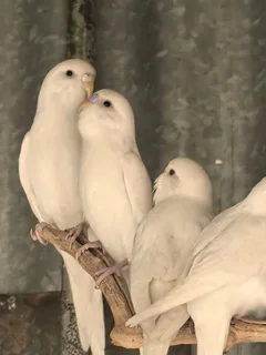 Spier wit budgies the Koop R 80 elk Steve 0824483932