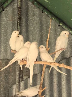 Spier wit budgies the Koop R 80 elk Steve 0824483932