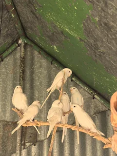 Wit budgies 4 mde oud