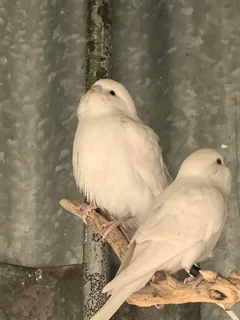 Wit budgies 4 mde oud