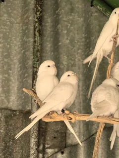 Wit budgies 4 mde oud