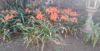 Quiet Country Bachelor