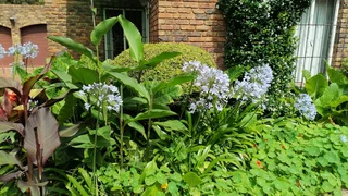 Quiet Country Bachelor