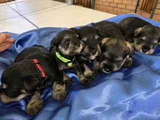 KUSA registered Miniature Schnauzer puppies