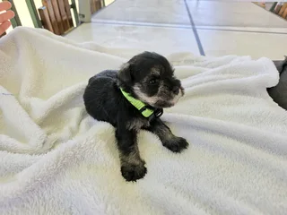 KUSA registered Miniature Schnauzer puppies