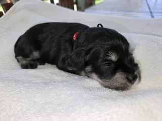 KUSA registered Miniature Schnauzer puppies