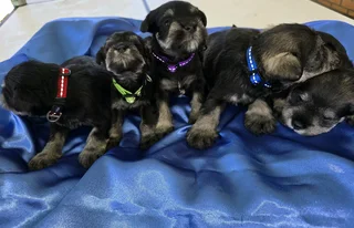 KUSA registered Miniature Schnauzer puppies