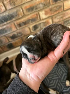 Boston terrier puppies for sale