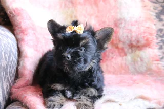 Miniature traditional yorkshire girl