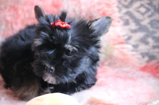 Miniature traditional girl