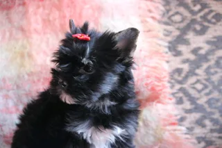 Miniature traditional girl