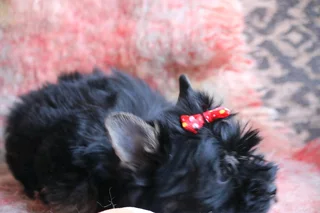 Miniature traditional girl