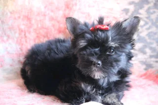 Miniature traditional girl