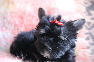 Miniature traditional girl