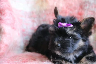 Miniature traditional Yorkie girl